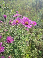 Symphyotrichum novae-angliae
