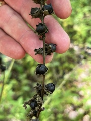 Dasistoma macrophylla