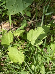 Toxicodendron pubescens
