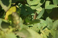 Cissia phronius