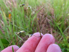 Melasphaerula graminea