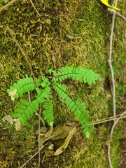 Asplenium platyneuron