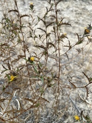 Scolymus hispanicus