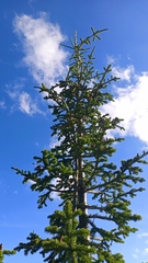 Abies sibirica