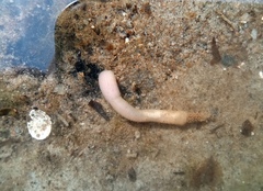 Priapulus caudatus