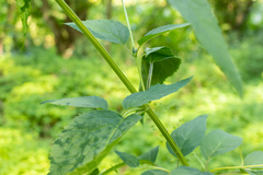 Scrophularia marilandica