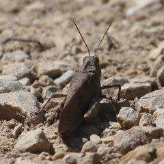Trimerotropini
