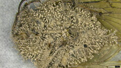 Purpureocillium takamizusanense