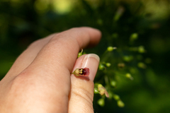 Scrophularia marilandica