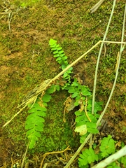Asplenium platyneuron