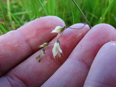 Melasphaerula graminea