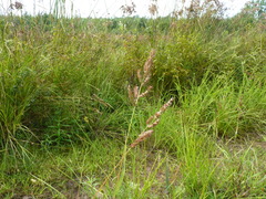 Echinochloa