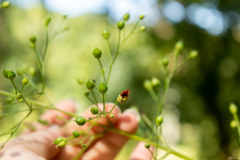 Scrophularia marilandica