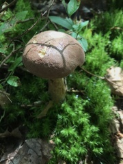 Tylopilus felleus