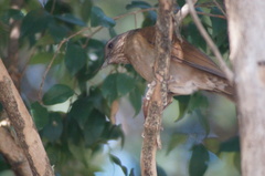 Turdus leucomelas