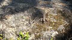 Psammodromus algirus