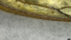 Purpureocillium takamizusanense