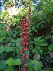 Pterospora andromedea