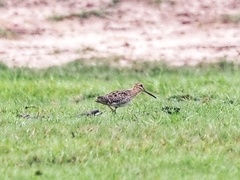 Gallinago stenura