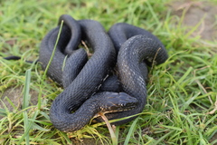 Natrix tessellata
