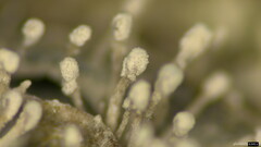 Purpureocillium takamizusanense