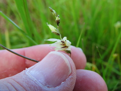 Melasphaerula graminea