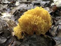 Ramaria flava