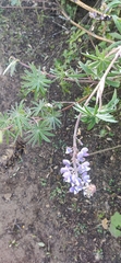 Lupinus montanus