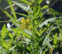 Ludwigia octovalvis