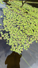 Spirodela polyrhiza