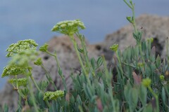 Crithmum maritimum