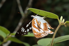 Limenitis sulpitia