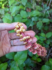 Pterospora andromedea