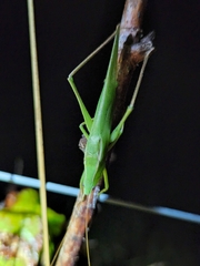 Neoconocephalus