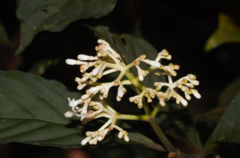 Psychotria cupularis