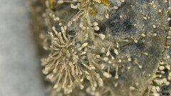 Purpureocillium takamizusanense