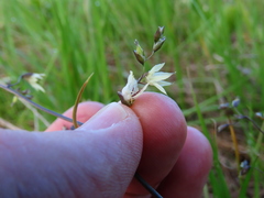 Melasphaerula graminea