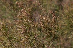 Acanthostyles buniifolius