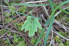 Sceptridium biternatum