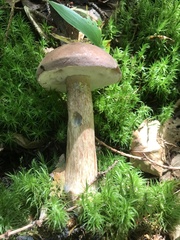 Tylopilus felleus