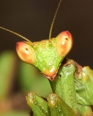 Ameles spallanzania