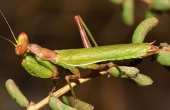 Ameles spallanzania