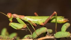 Ameles spallanzania