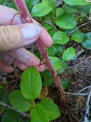 Pterospora andromedea