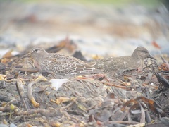 Calidris ptilocnemis