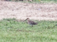 Gallinago stenura