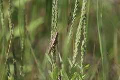 Schistocerca lineata