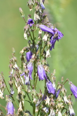 Campanula sibirica