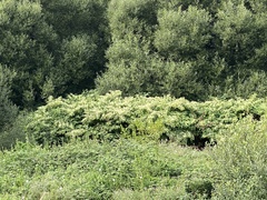 Reynoutria sachalinensis