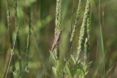 Schistocerca lineata